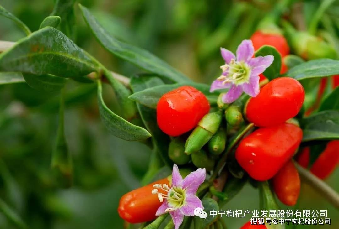 夏天吃枸杞的奇妙益处,解锁别样养生体验