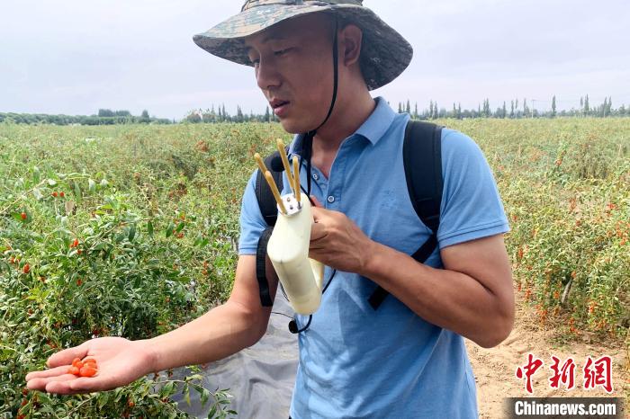 枸杞人工智能：创新科技引领智能变革，开启智慧新时代