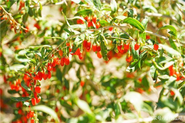 枸杞飘香丰收节 硕果满枝庆丰年