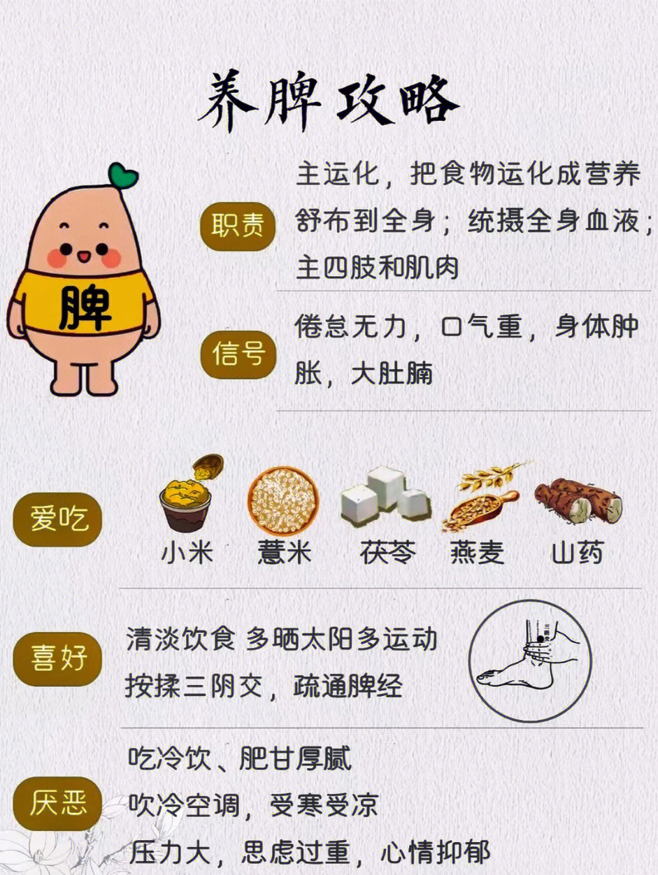 中医养生之道：养脾秘籍大公开，开启健康好生活