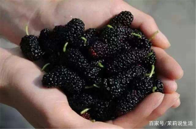 常把枸杞和桑葚一起吃 养气补血气色越来越好
