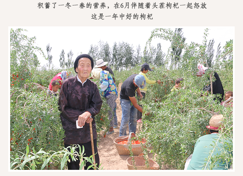 老人能吃枸杞吗 适量食用的好处及禁忌须知