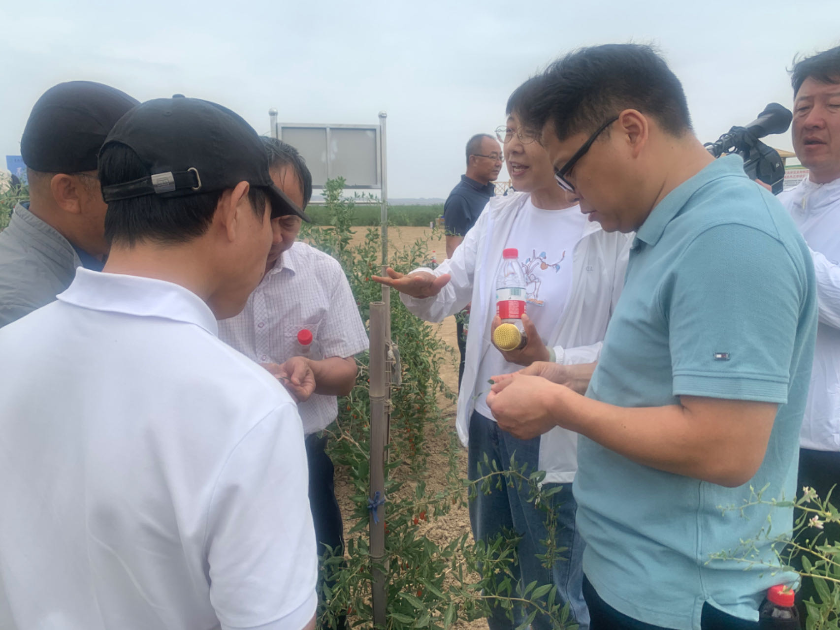 枸杞主产区遭遇灾害 种植生产及产业链受冲击