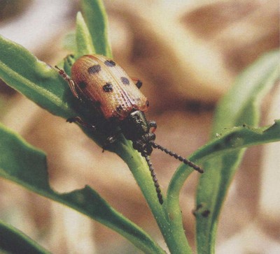 枸杞负泥虫的发生特点与绿色防控技术要点