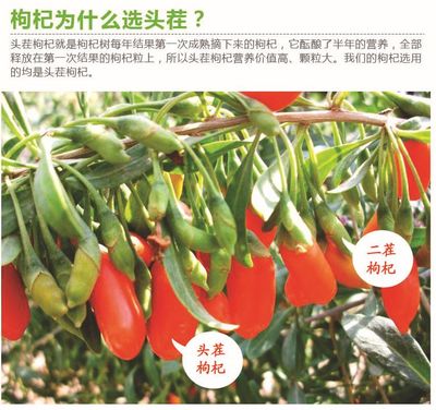 枸杞头茬与二茬大比拼,究竟谁才是品质与营养的佼佼者?