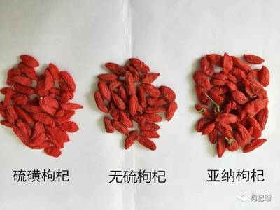 常见枸杞品种介绍及不同品种核心特点解析