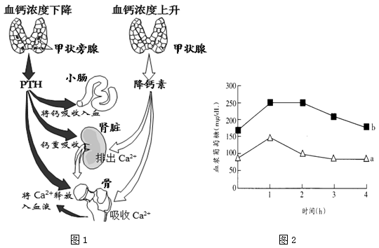 探秘枸杞骨骼的形态特征及与人体健康的潜在联系